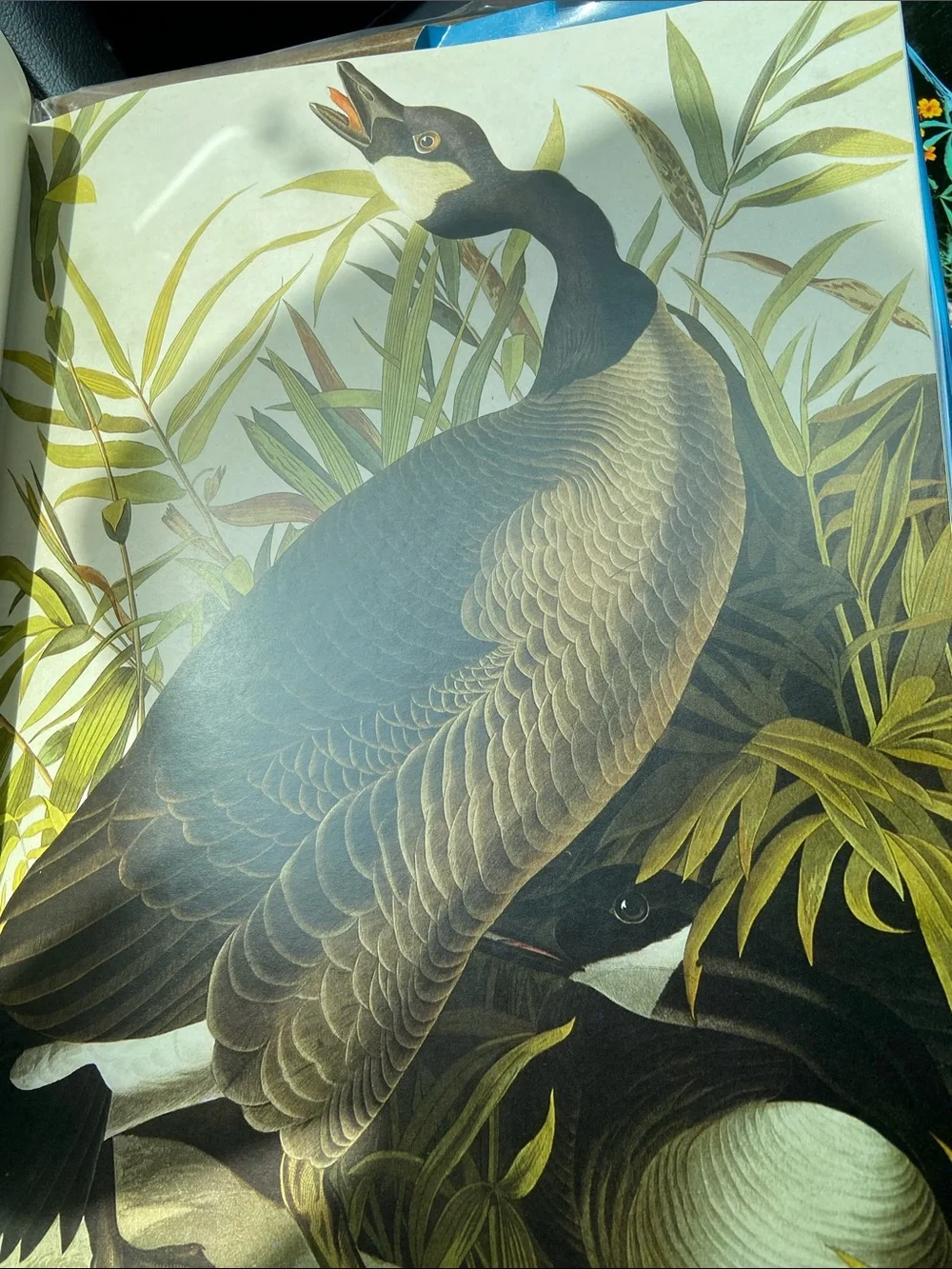 Bird birds Audubon Living World of Audubon art photography book Nature wildlife
